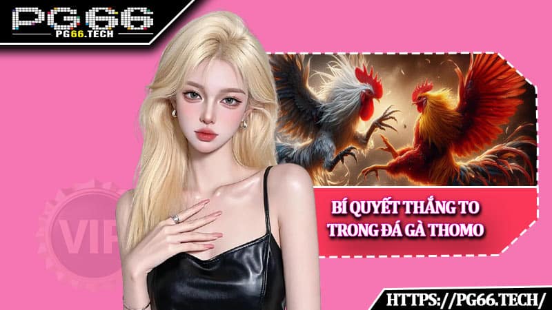 Bí quyết thắng to trong Đá Gà Thomo 
