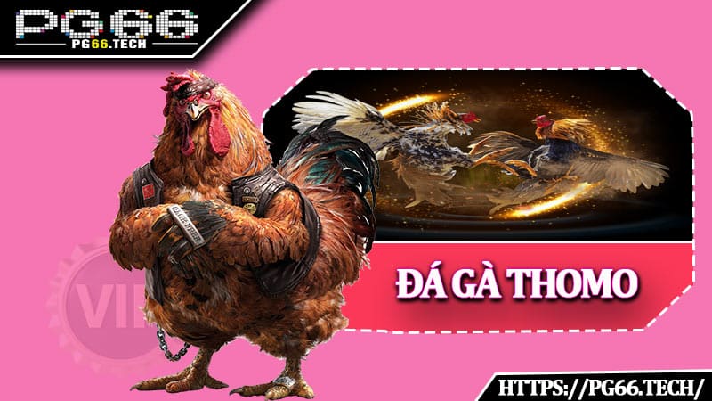 Đá Gà Thomo