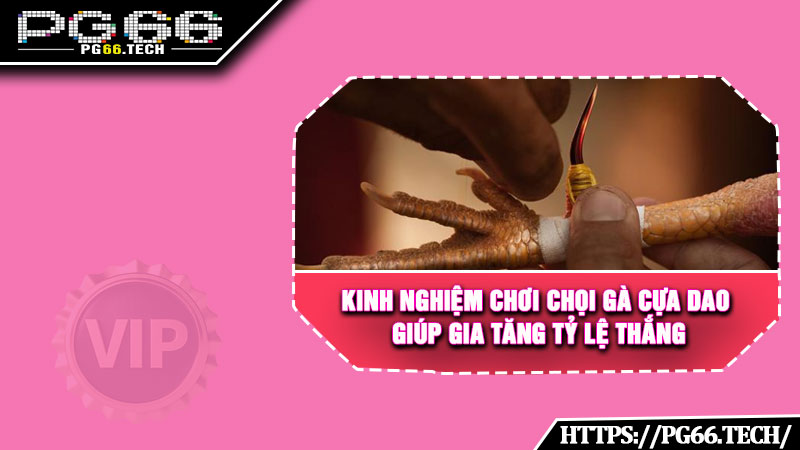 Kinh nghiệm chơi chọi gà cựa dao giúp gia tăng tỷ lệ thắng