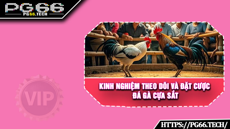 Kinh nghiệm theo dõi và đặt cược đá gà cựa sắt